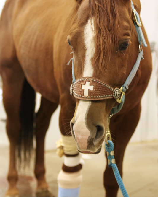 horse-wound-treatment-montana
