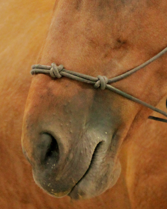 respiratory-horse-issues-montana